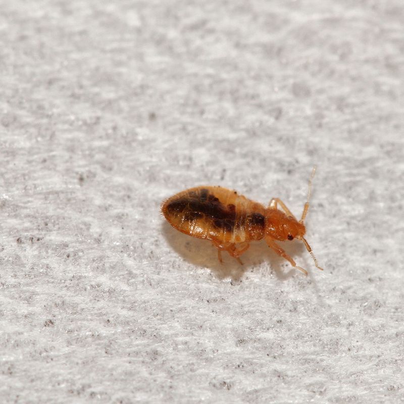 Bed bug identification