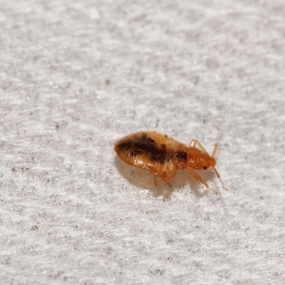 one bed bug