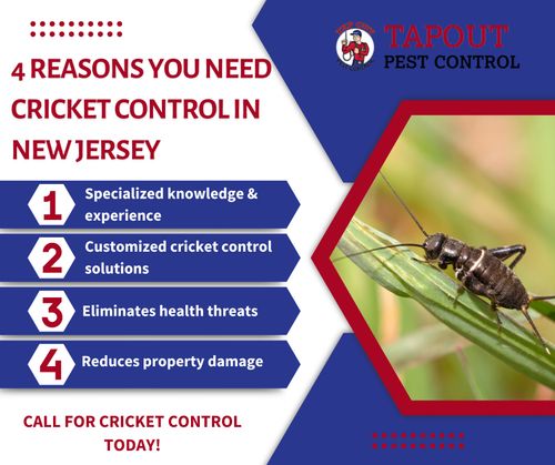 M6693 - Tapout Pest Control-IG-T4 Reasons You Need Cricket Control in New Jersey (2).jpg
