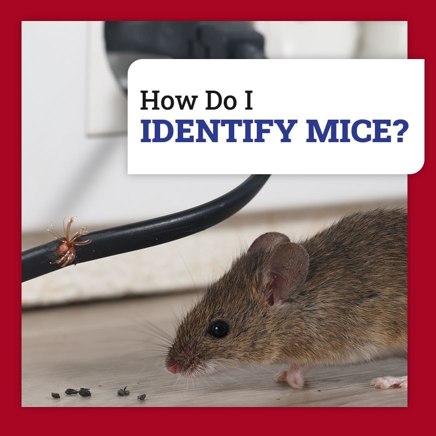 Rodent control in Tenafly, NJ