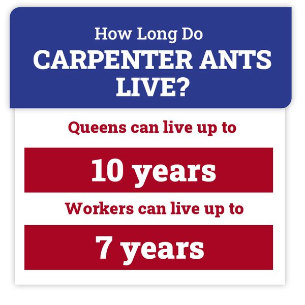 carpenter-ant-facts.jpg
