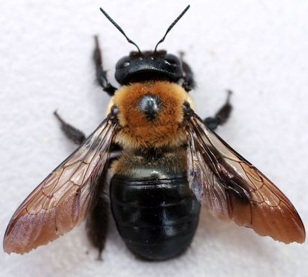 carpenter-bee-close.jpg