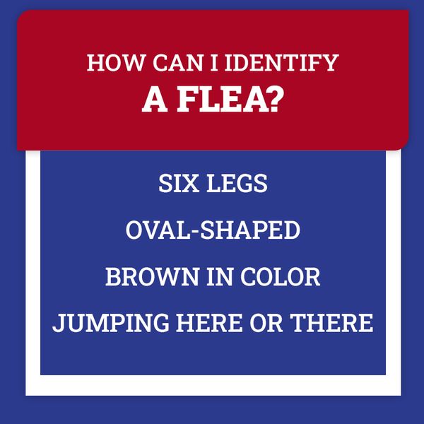 fleas fact.jpg