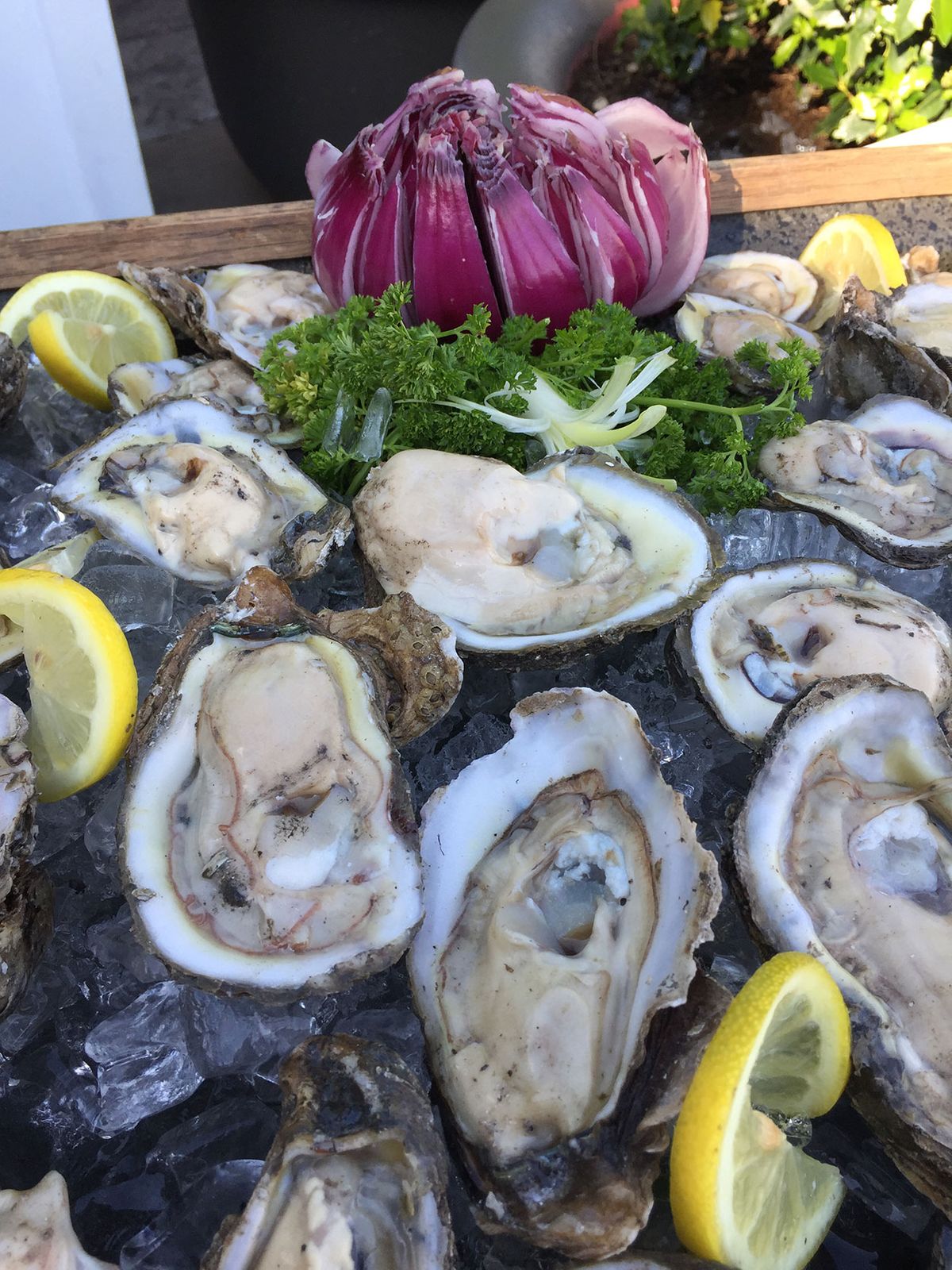 Oysters on ice