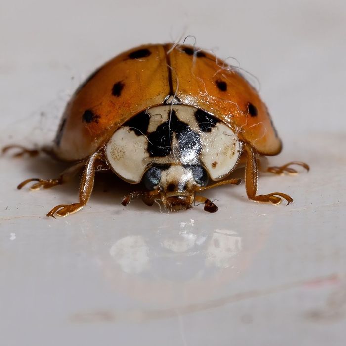 Asian beetle