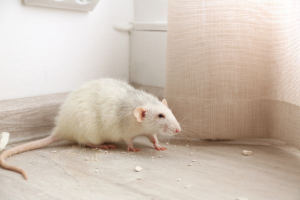 rodent by curtains in a home