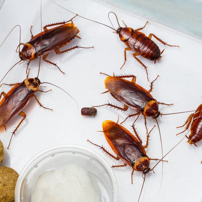 American cockroaches