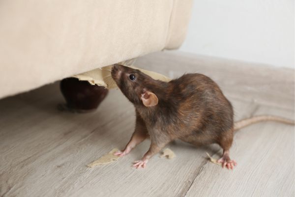 rodent by furniture in a home