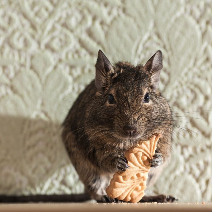 rat eating a cracker