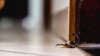scorpion in house