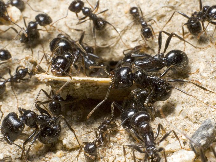 Many ants up close