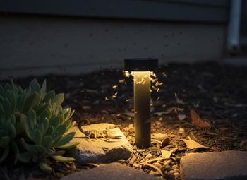 Scorpion and Moths Around a Garden Light at Night