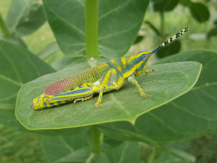 Colorful grasshopper on a leaf