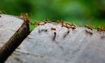 ants crawling on wood