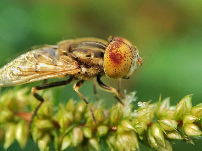 A fly on a plant