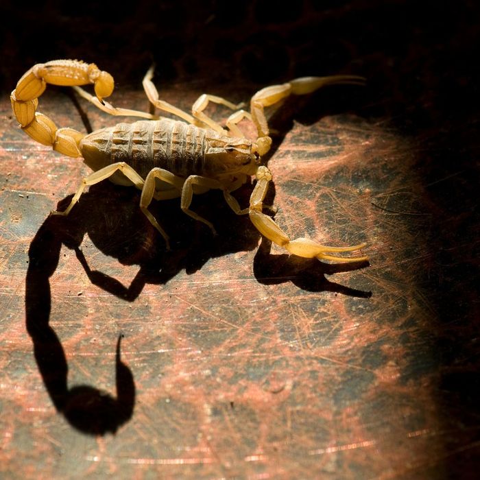 scorpion in house