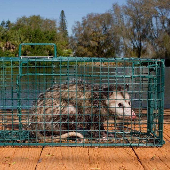 Image of a possum trapped in a cage. 