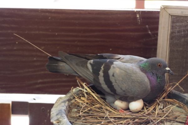 pigeon in a nest with eggs