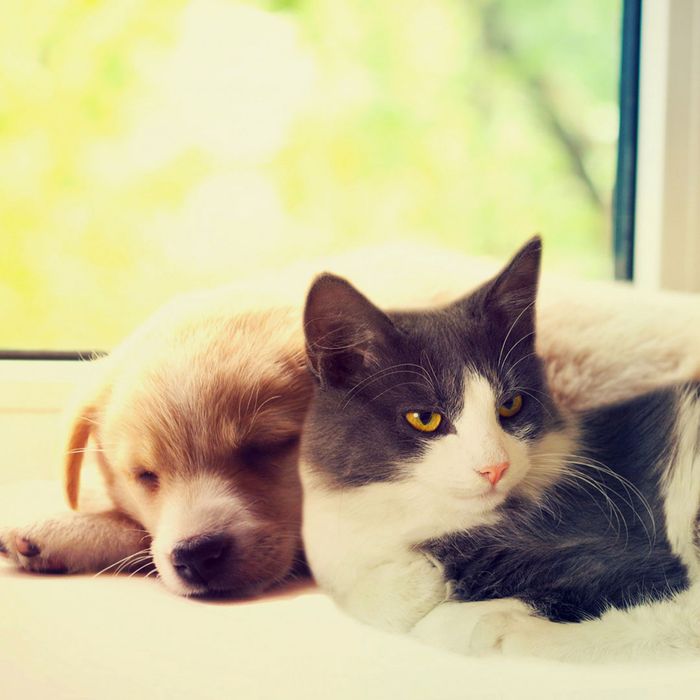 Image of a cat and dog cuddling. 