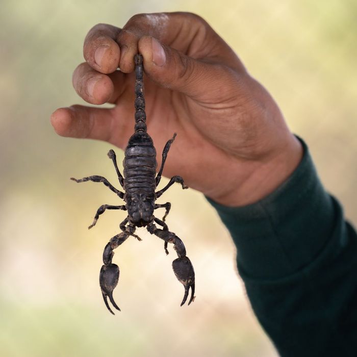 person holding scorpion