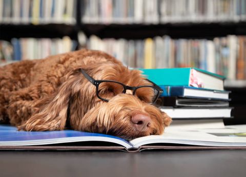 Dog reading.jpg