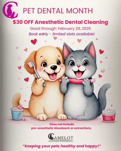 Instagram Post - February 2026 PET DENTAL MONTH (1).jpg