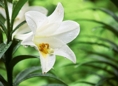 Easter-Lily1.jpg