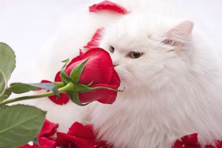 Cat-and-Rose2.jpg