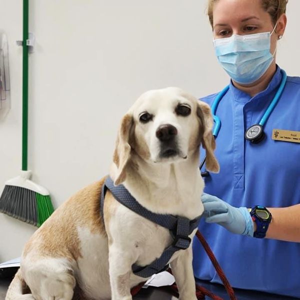 vet treating a dog