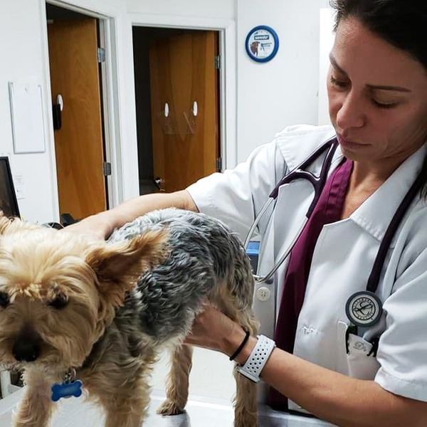 vet examining a dog