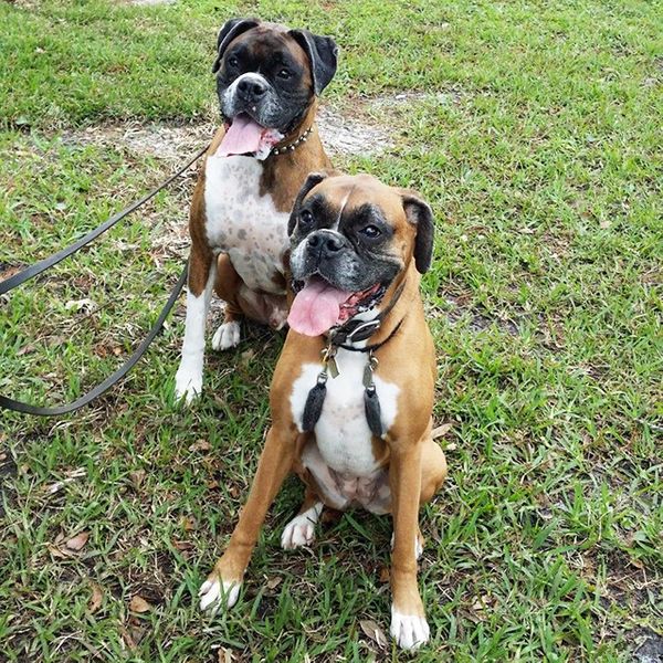 two happy dogs sitting on grass