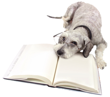 dog wearing glasses with his head on a book