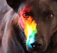 prism-dog-1-5d0125c27e8e4.jpg