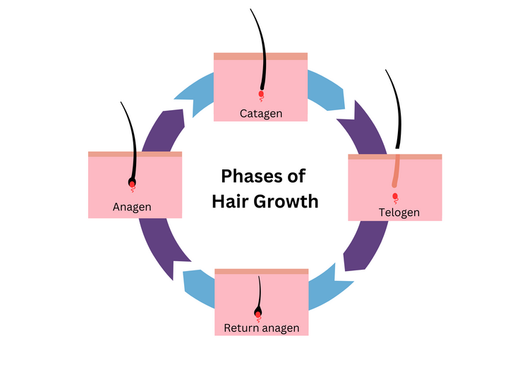 Phases of hair growth - Permanent Choice Laser Hair Removal and Electrolysis Centers