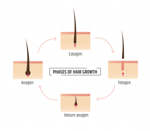 Diagram of Phases of Hair Growth