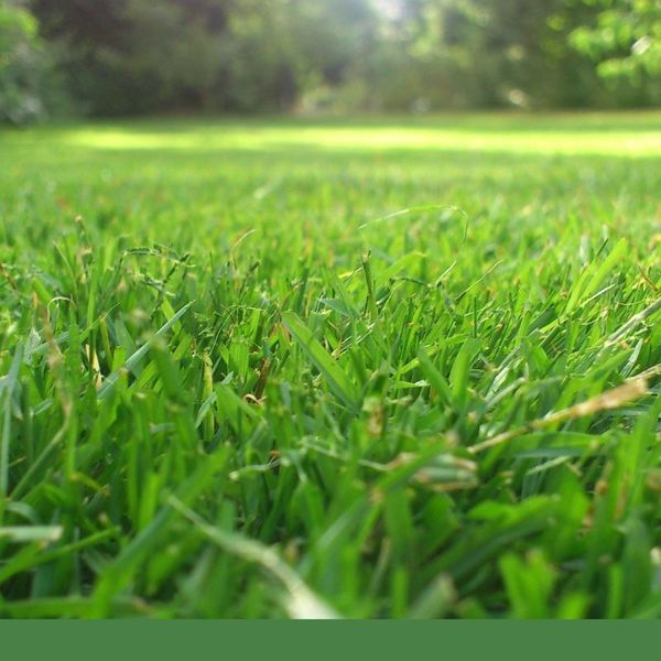 grass in a yard