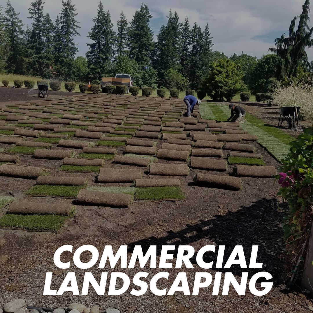 Commercial Landscaping- lawn being installed