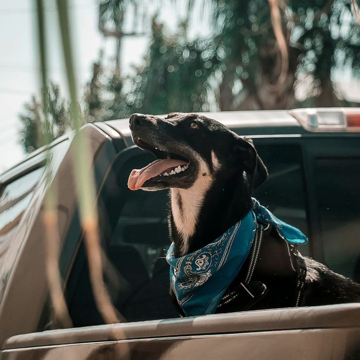 a dog in a truck blog 2.jpg