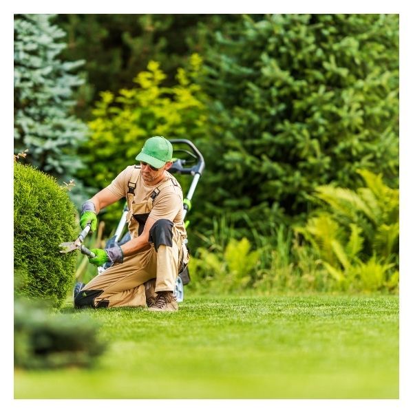 Lawn expert trimming shrubs