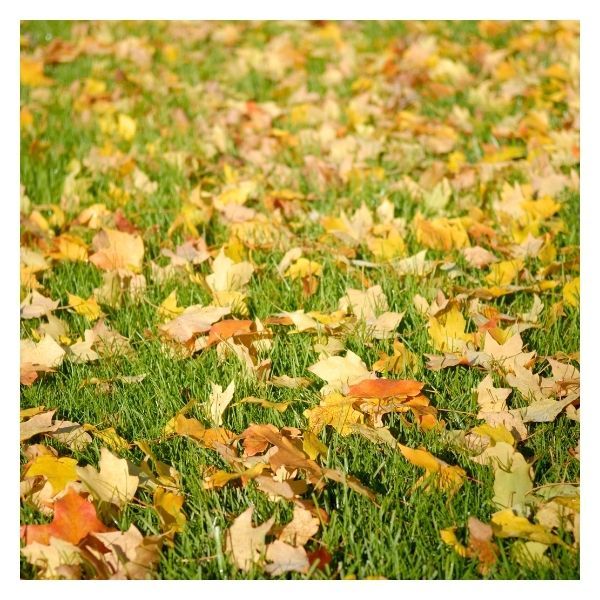 fall leaves covering lawn