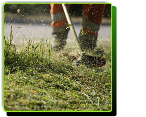 trimming grass