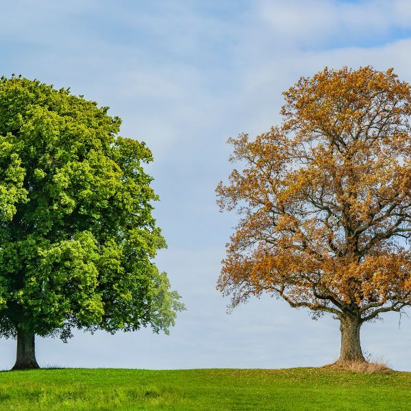 Two trees from different seasons