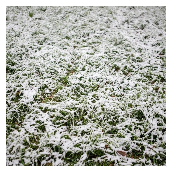 snow-covered grass