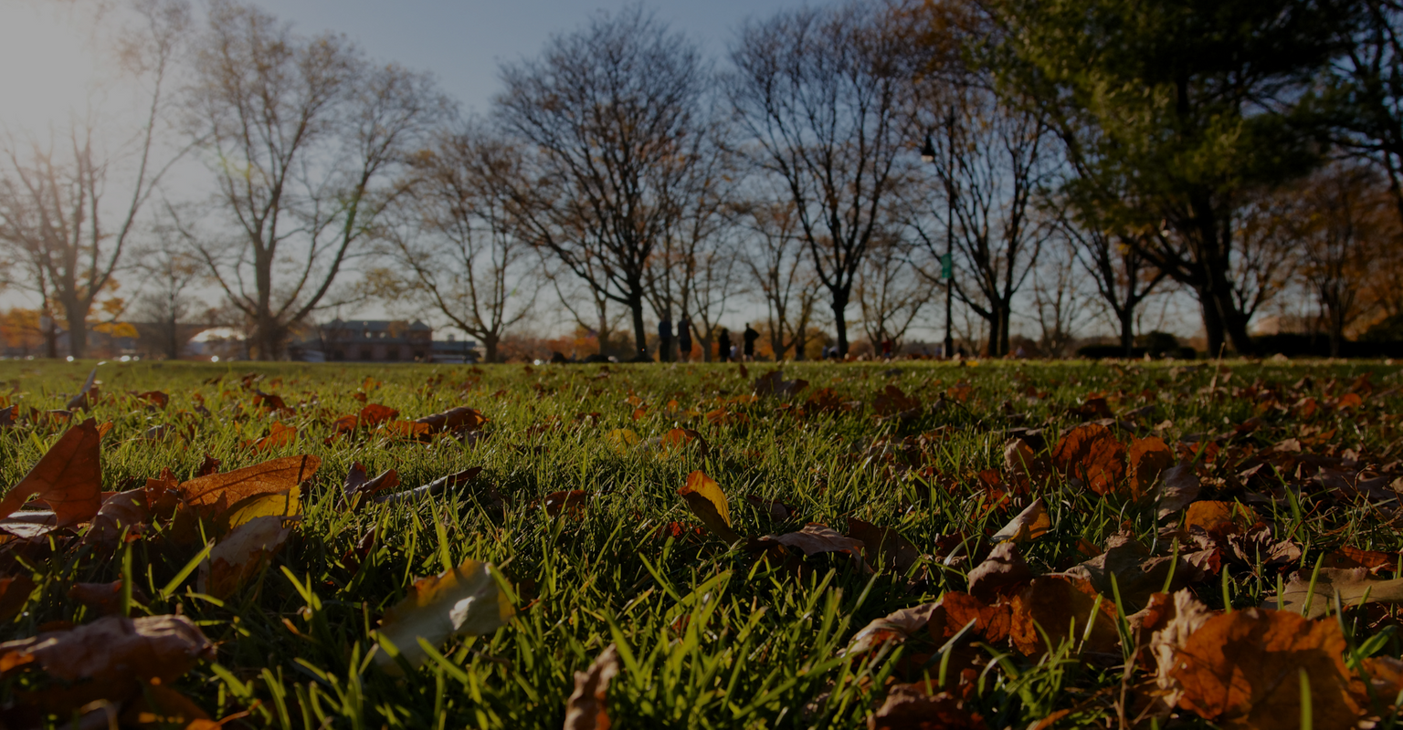 Leaves falling in autumn on a lawn