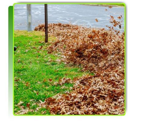 leaves on lawn