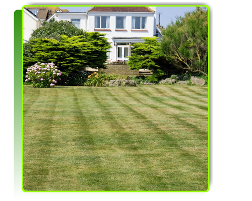 mowed lawn