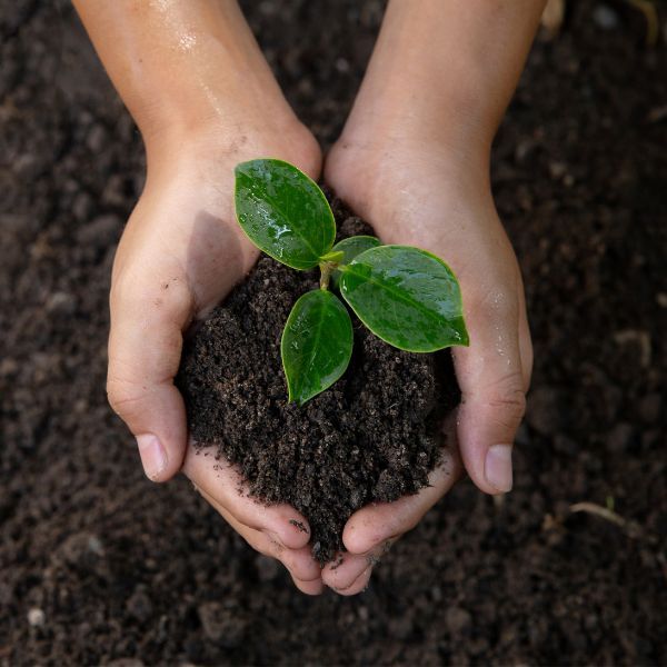 Soil in a hand