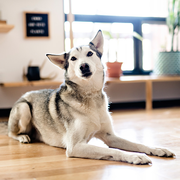 How Pets Can Impact Your HVAC System and What to Do About It BB Image 2.jpg