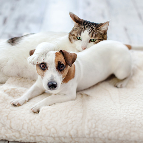 How Pets Can Impact Your HVAC System and What to Do About It BB Image 1.jpg