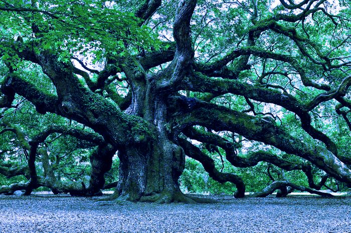 large+oak+tree+cover-fotor-20230718164615-fotor-20230718164730.jpg